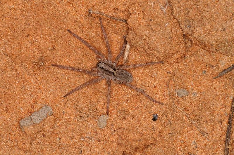 Lycosa_ZZ567_D7190_Z_89_Kidmans camp_Australie.jpg